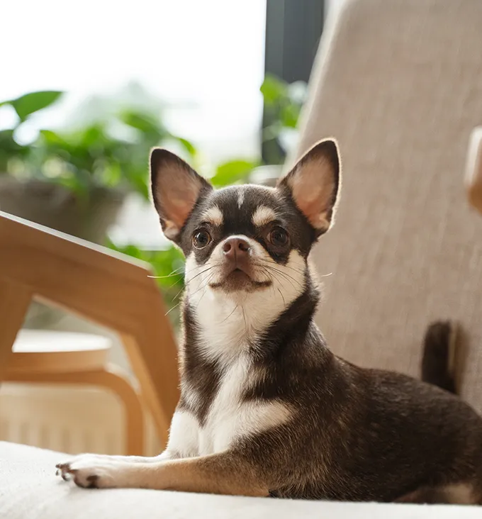 狗窩除臭